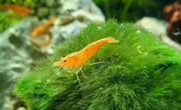 Orange Sakura Shrimp